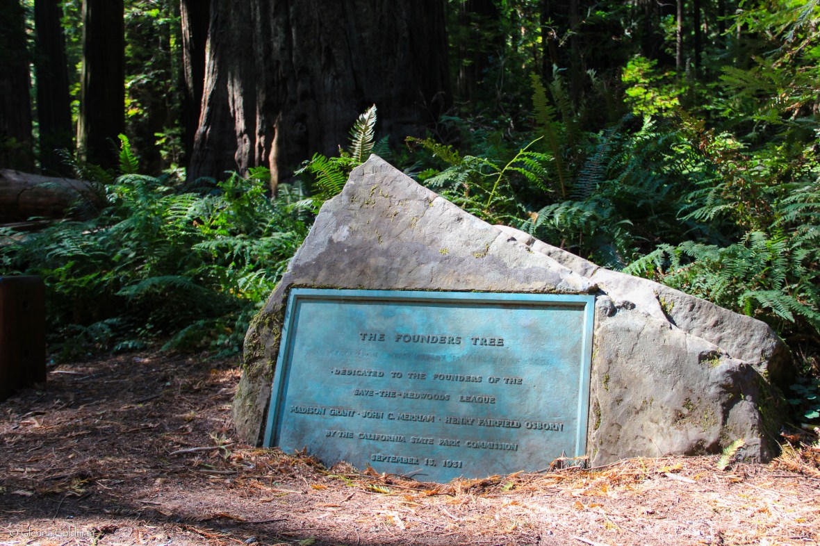 RT2016-Redwoods-7