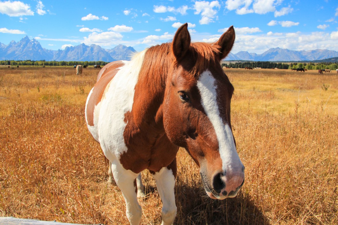 Horse, Grand Teton National Park, Wyoming