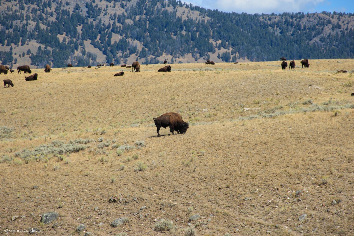 Yellowstone Bison