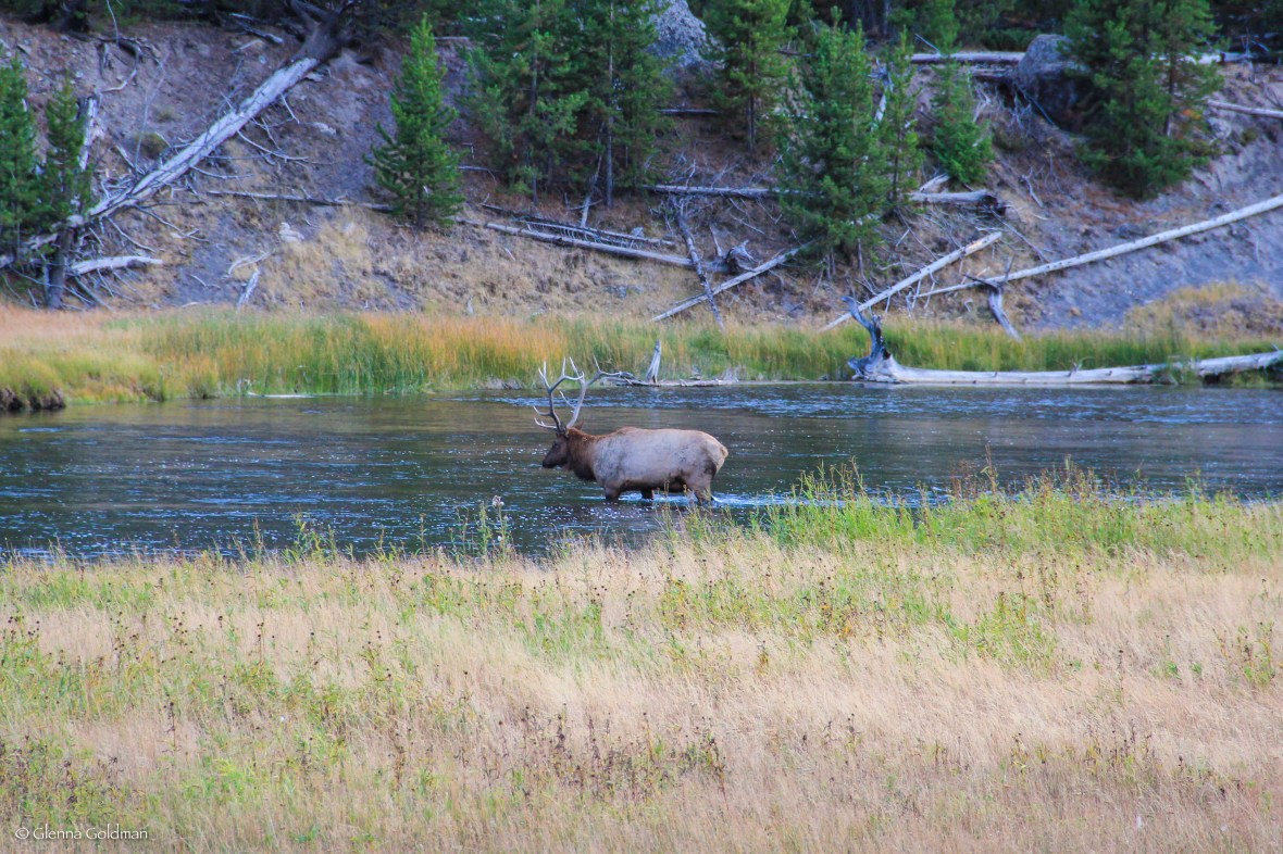 Yellowstone Elk