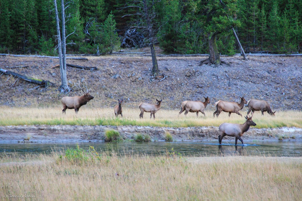Yellowstone Elk