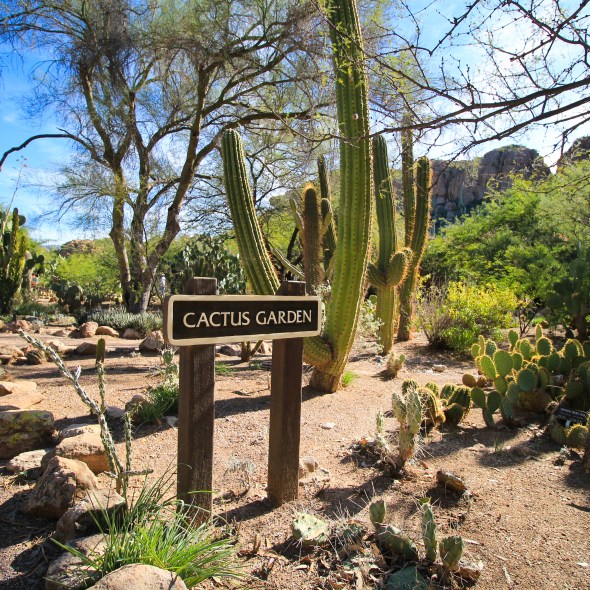 Cactus Garden, Boyce Thompson Arboretum, Arizona