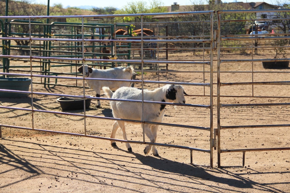 Goat Pen