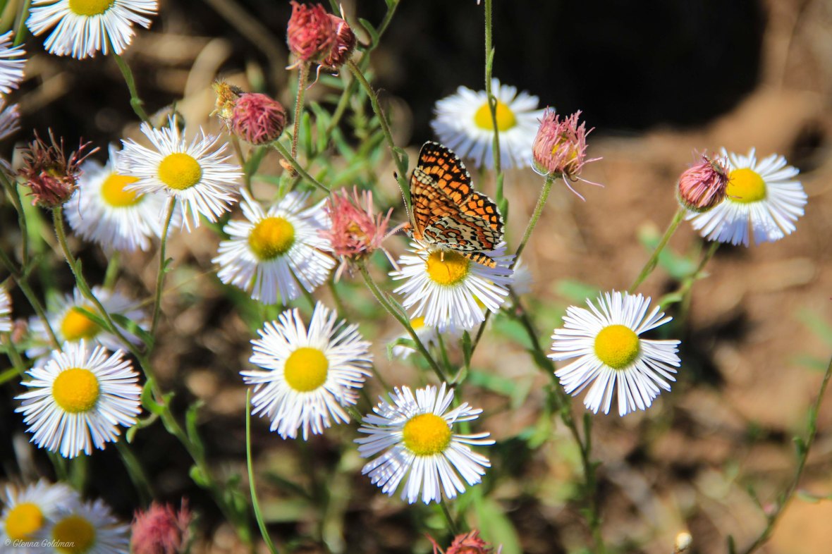 Butterfly on Flowers in Flagstaff