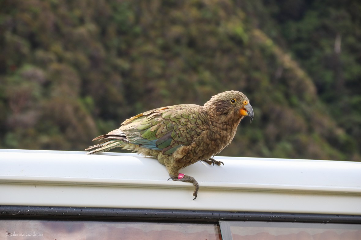 ArthursPass-Small-14