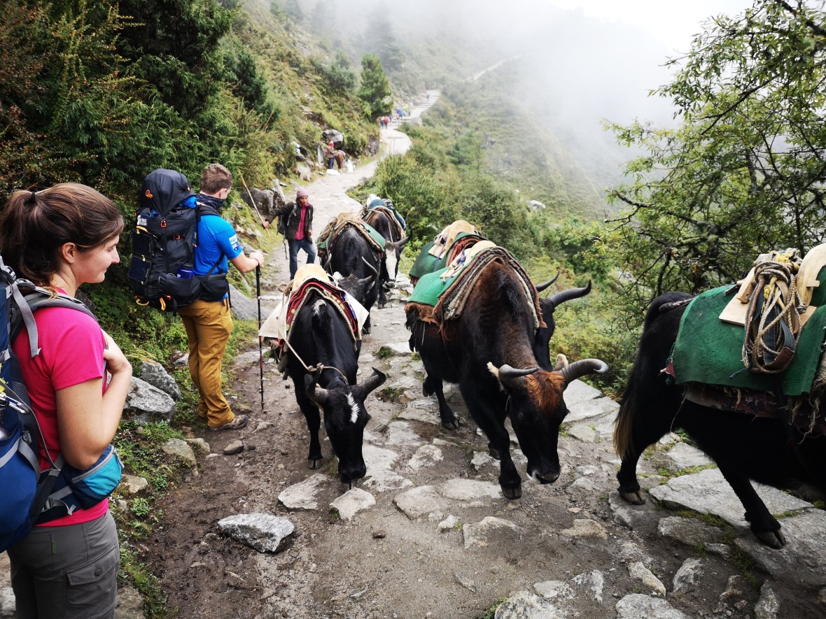 Everest Base Camp Yaks
